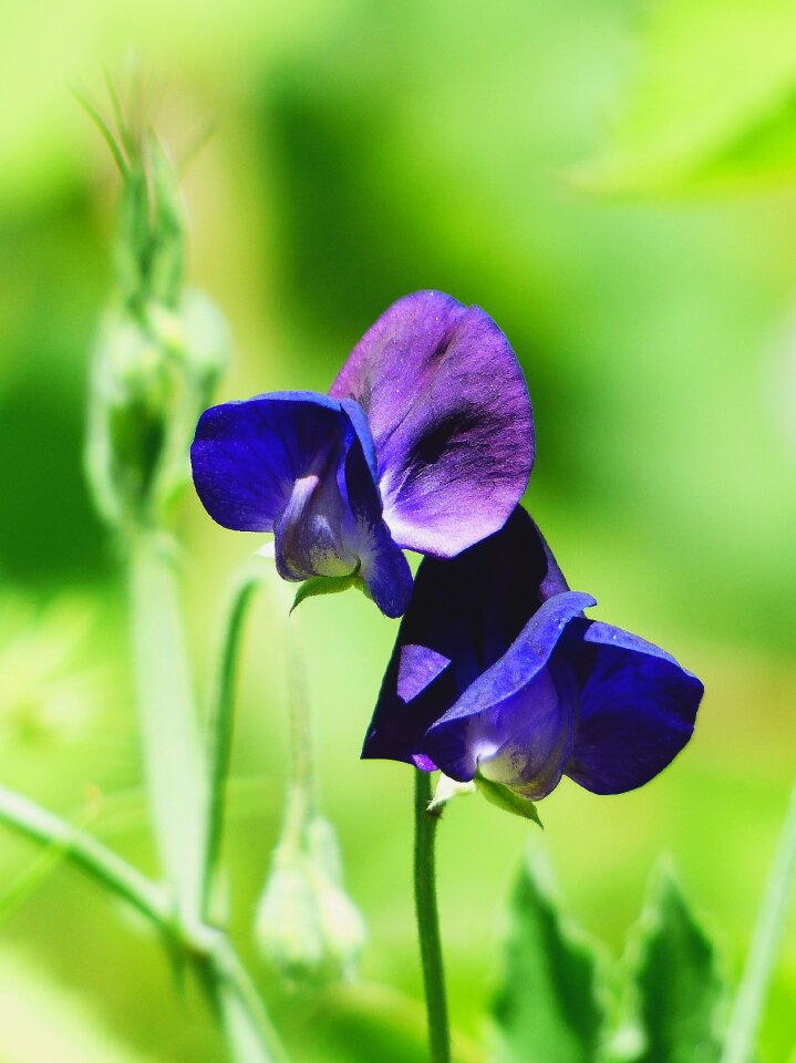 Blossom bloom flower