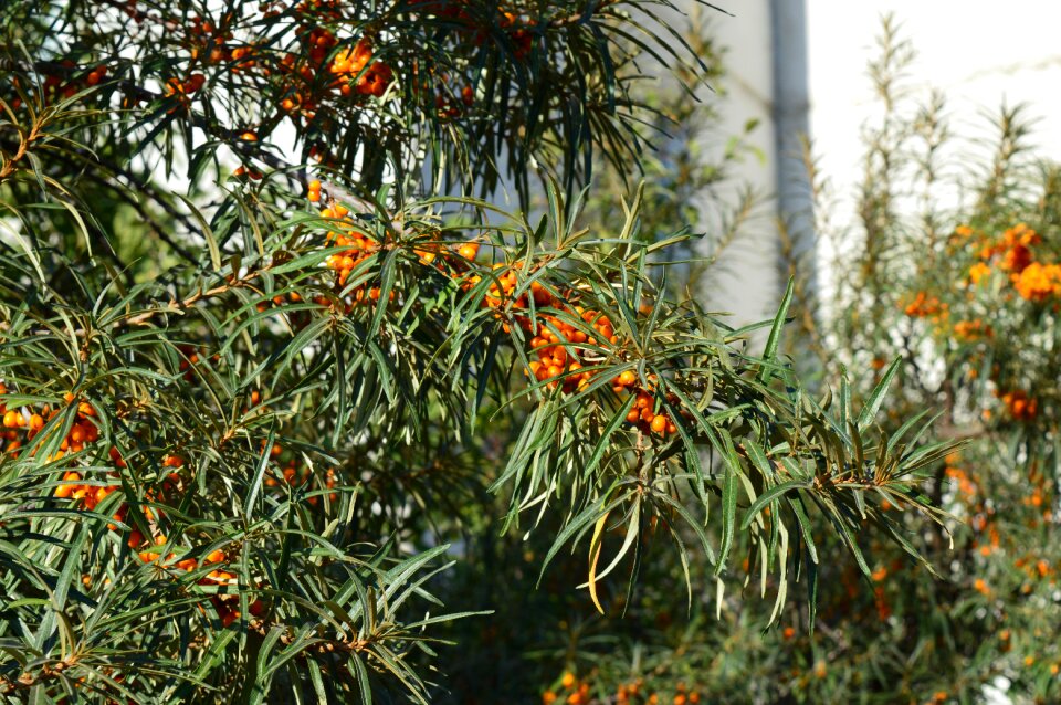 A lot closeup sea ​​buckthorn