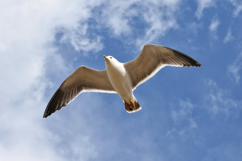 Sea gull seagull seabird