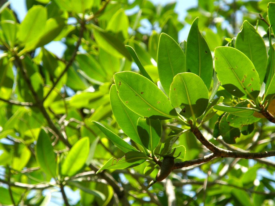 Swamp forest mangrove photo