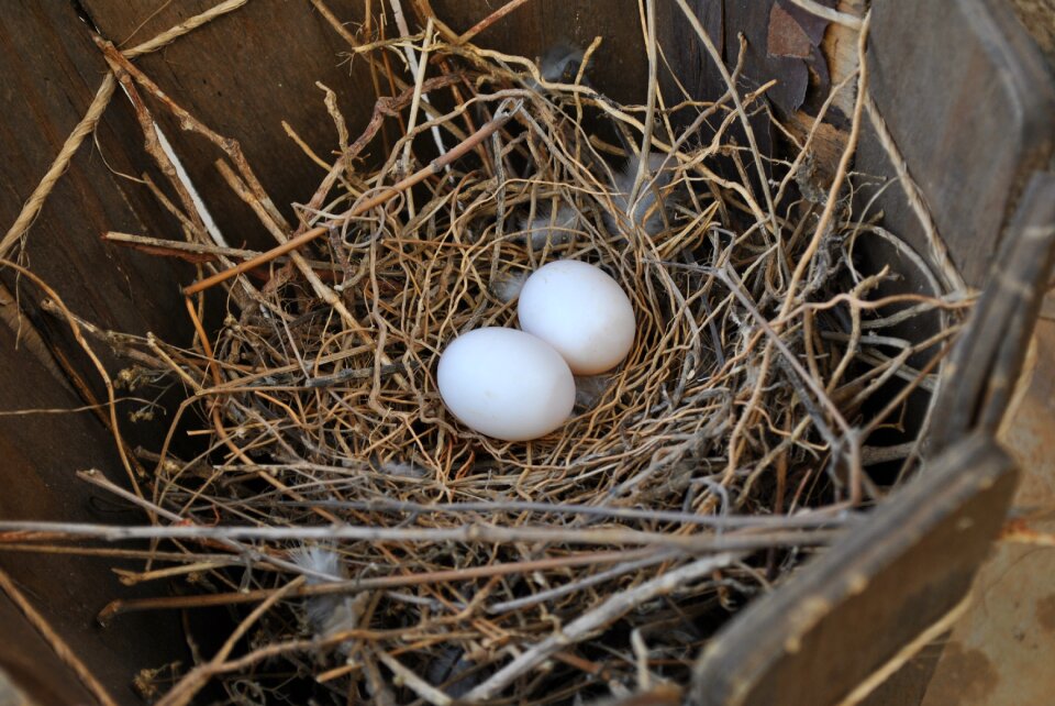 Eggs birds natural