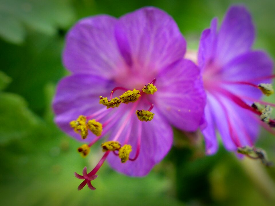 Blossom bloom close up