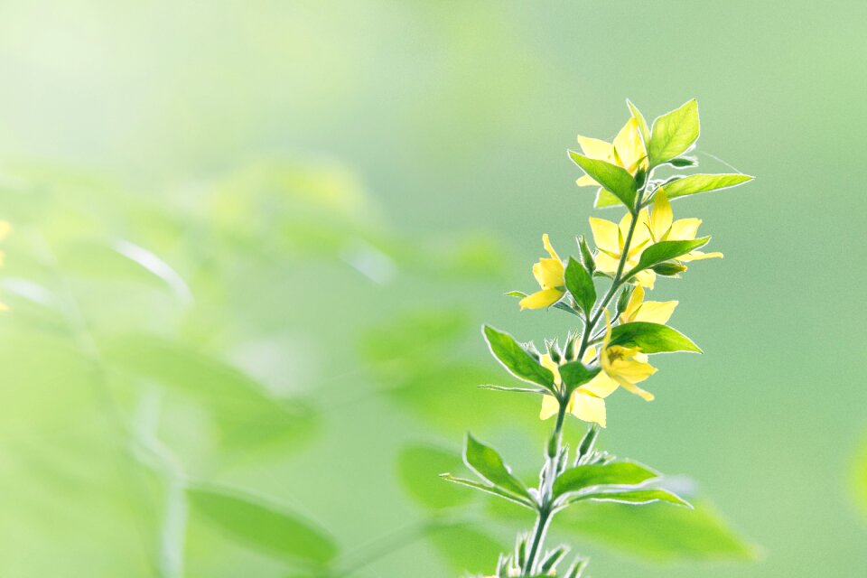 Blossom bloom bloom