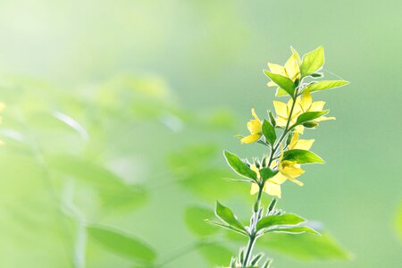Blossom bloom bloom