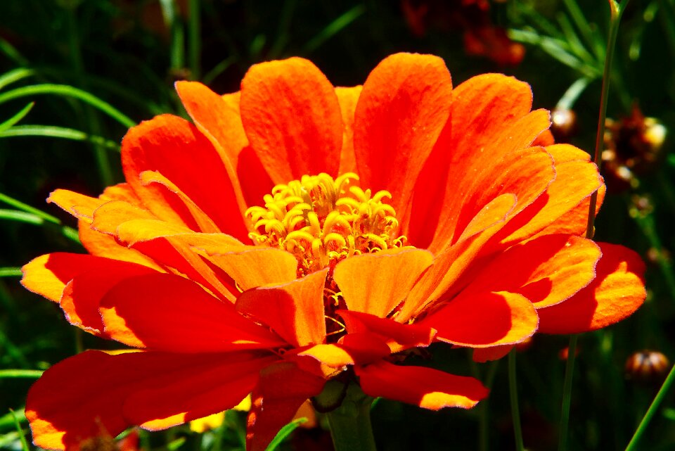 Flower composites summer