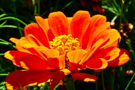Flower composites summer photo