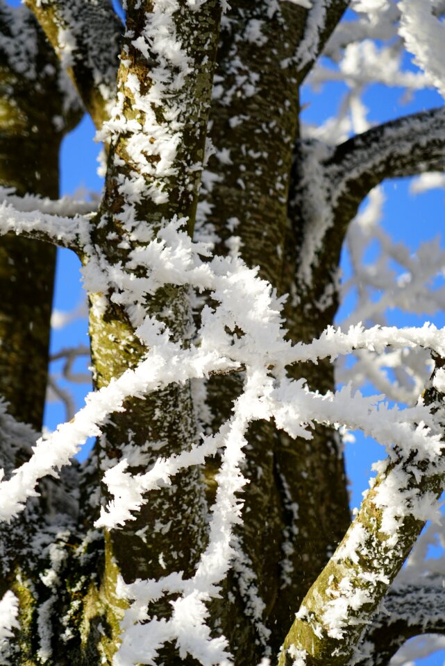 Aesthetic branches hoarfrost