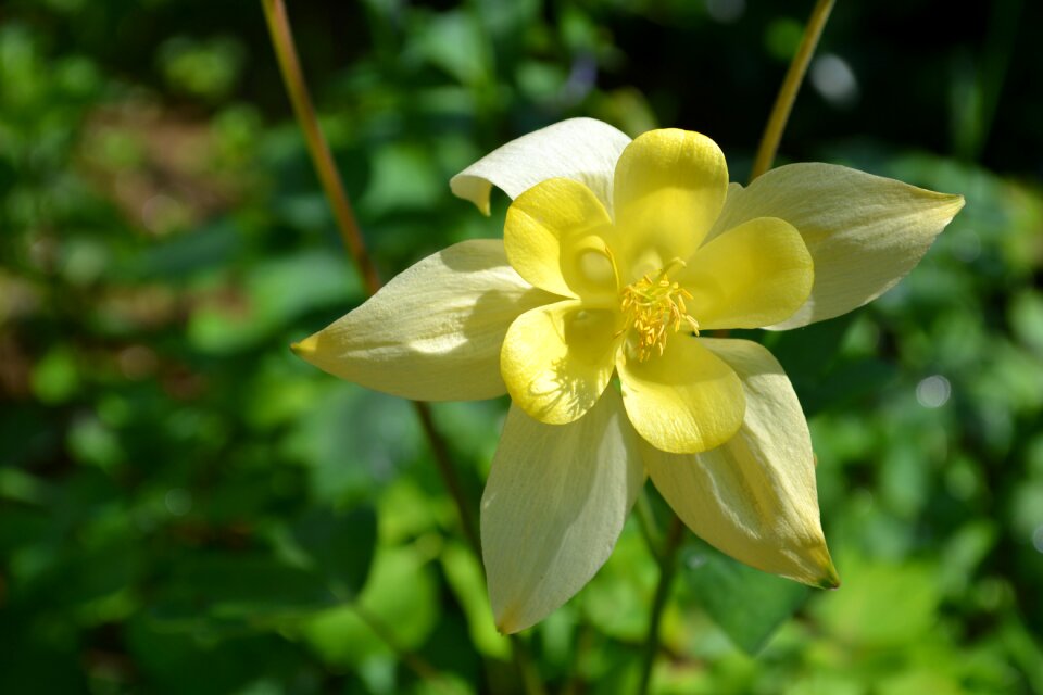 Garden petals floral
