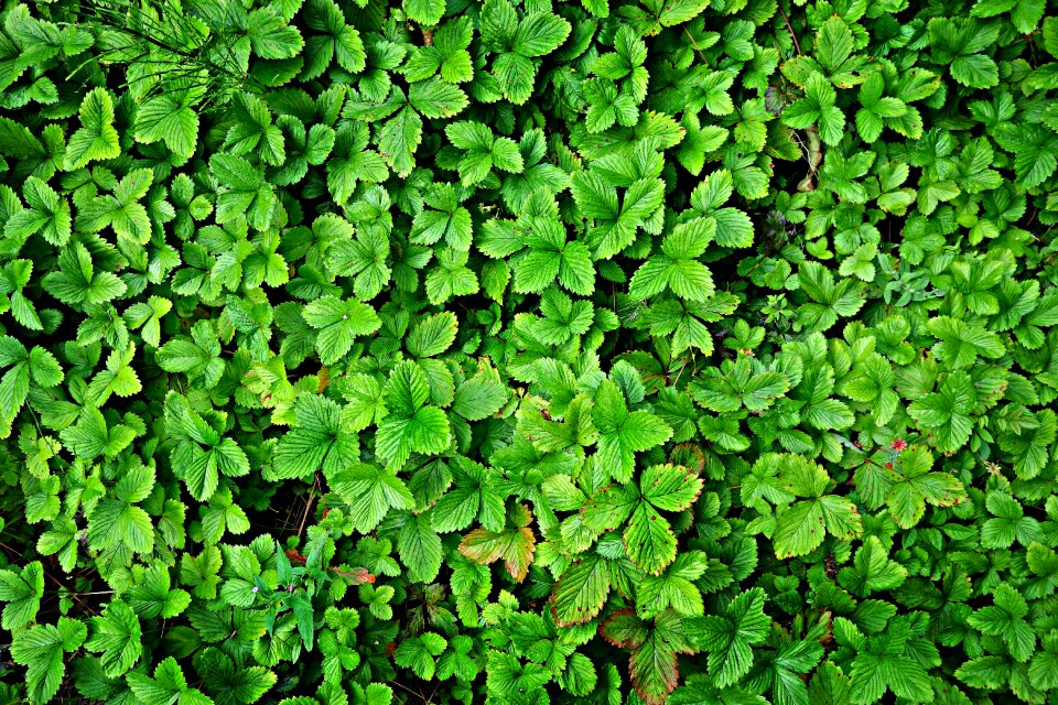 Growth foliage garden