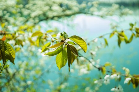 Leaf spring sprout photo