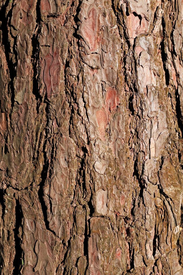 Texture background brown