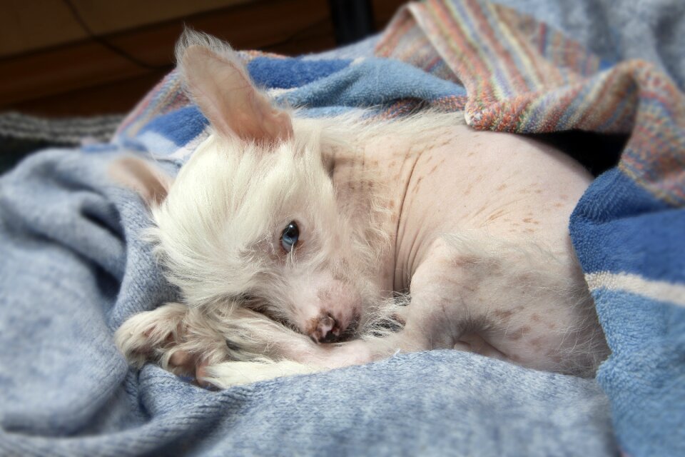 Puppy chinese crested dog blue-eyed puppy