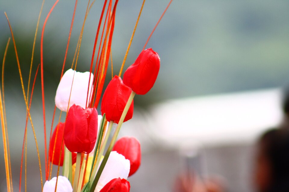 Red spring nature