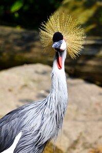 Pride animal world headdress