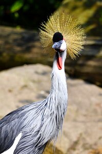 Pride animal world headdress photo