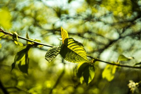 Green spring plant photo