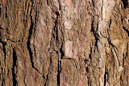 Texture background brown