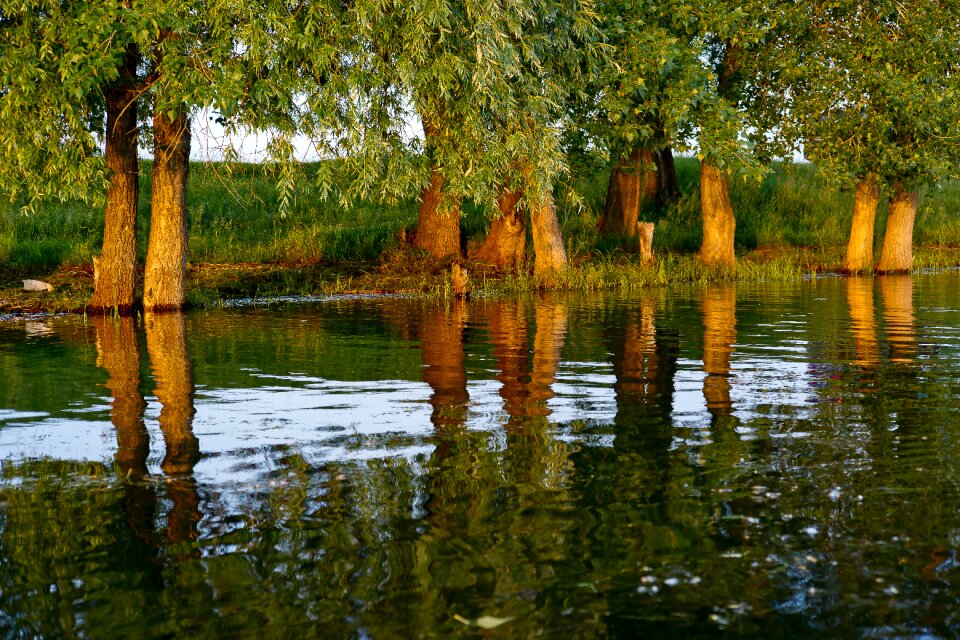 Trees nature quiet river