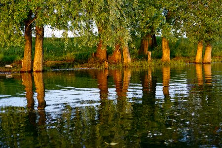 Trees nature quiet river