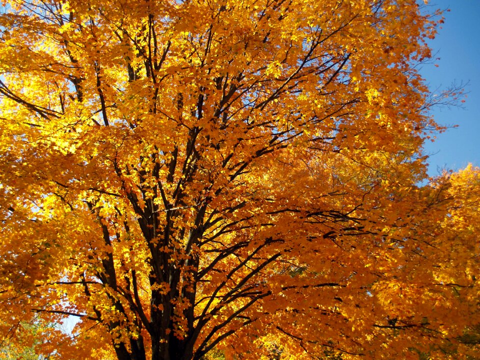 Fall leaves maple october