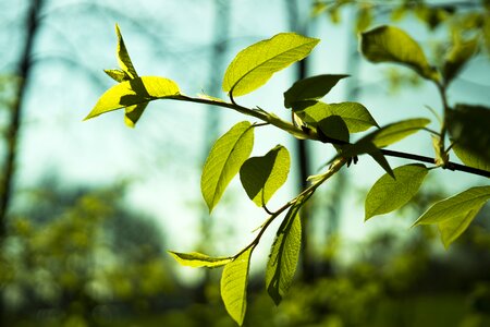 Spring plant branch photo