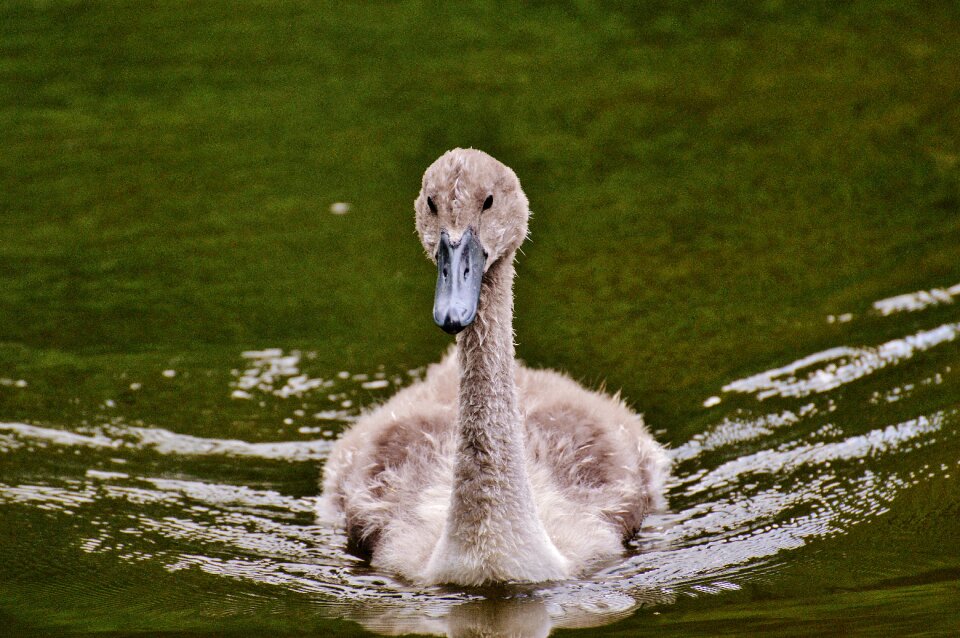 Waters water water bird
