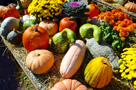 Gourds blue gourds orange photo