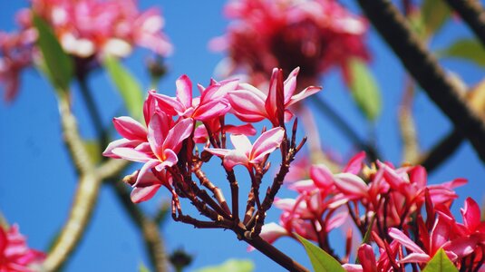 Flora nature blossom