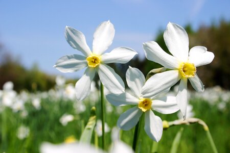 Meadow white flowers daffodils photo