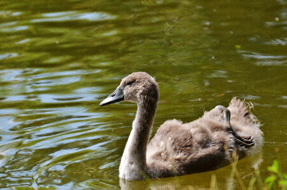 Waters water water bird