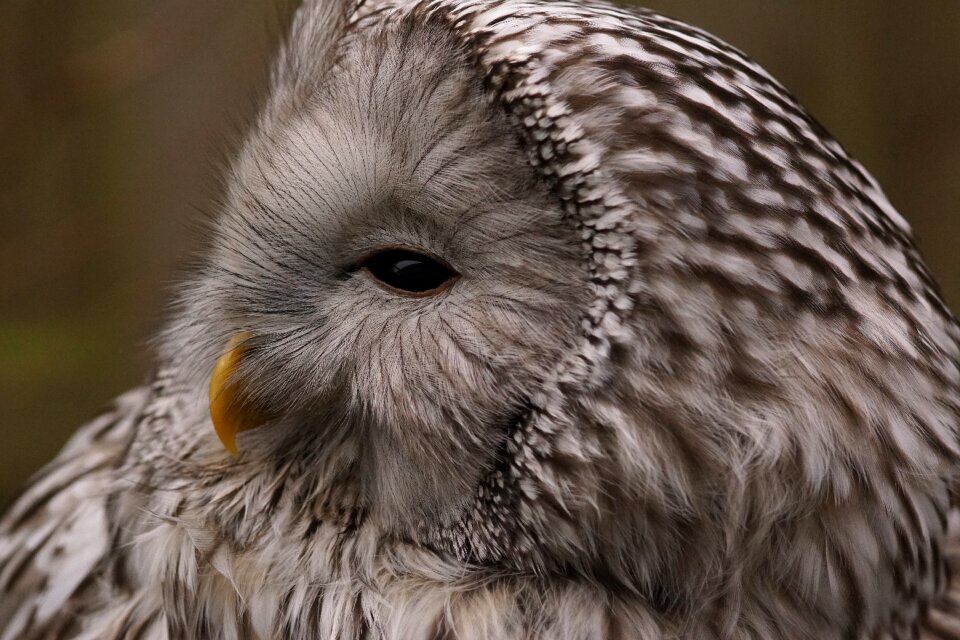 Animal animal world bird