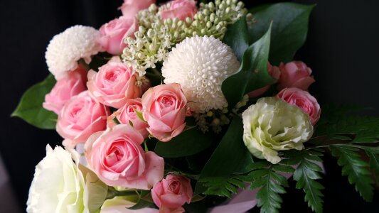 Valentine's day happy rose