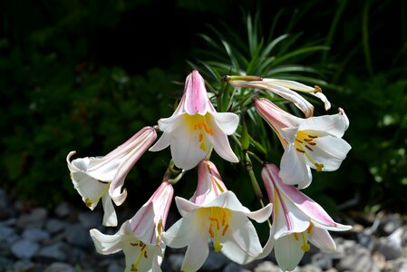 Garden white pink blossoms