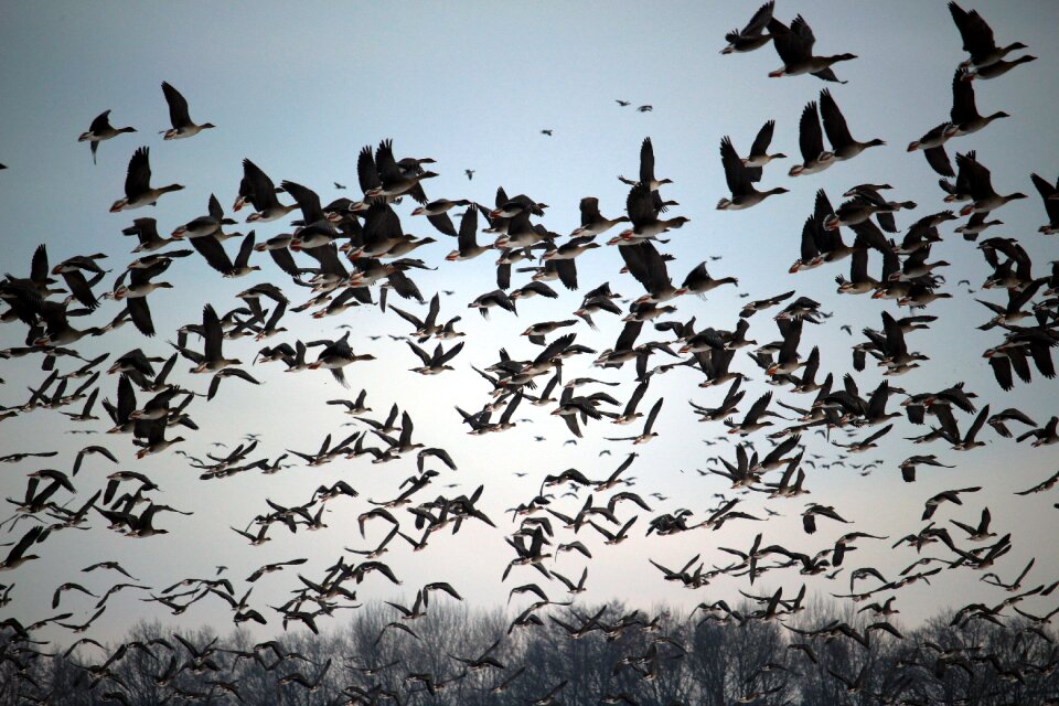 Migratory birds swarm geese