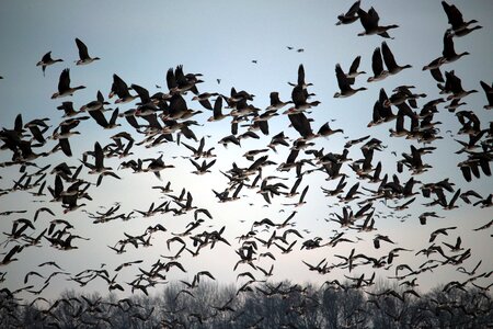 Migratory birds swarm geese photo