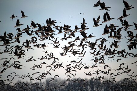 Migratory birds swarm geese