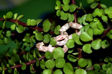 Snake corn snake nature