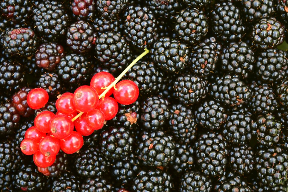 Berries black red