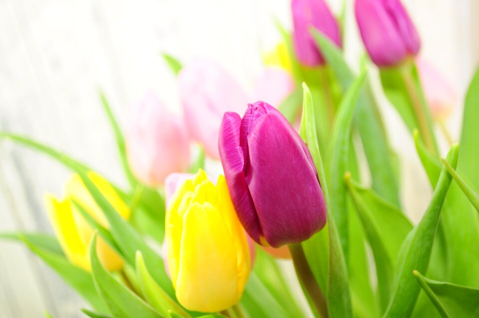 Yellow spring cut flowers