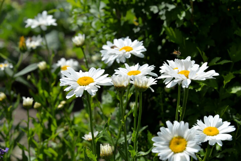 Garden summer bloom