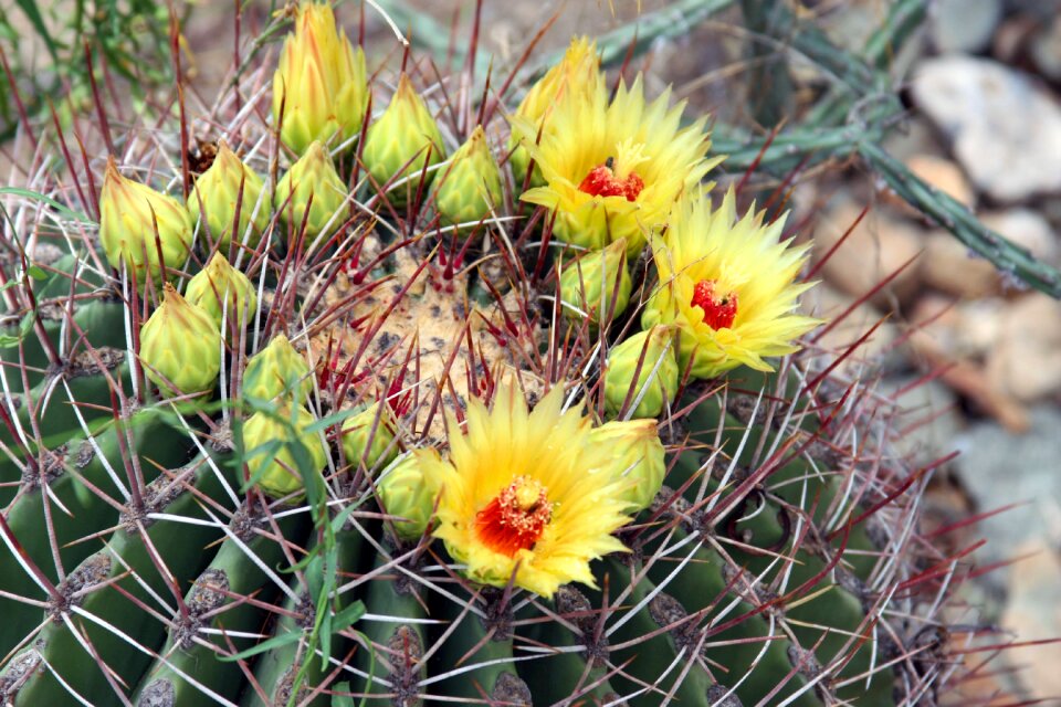 Thorns desert plant gross floor