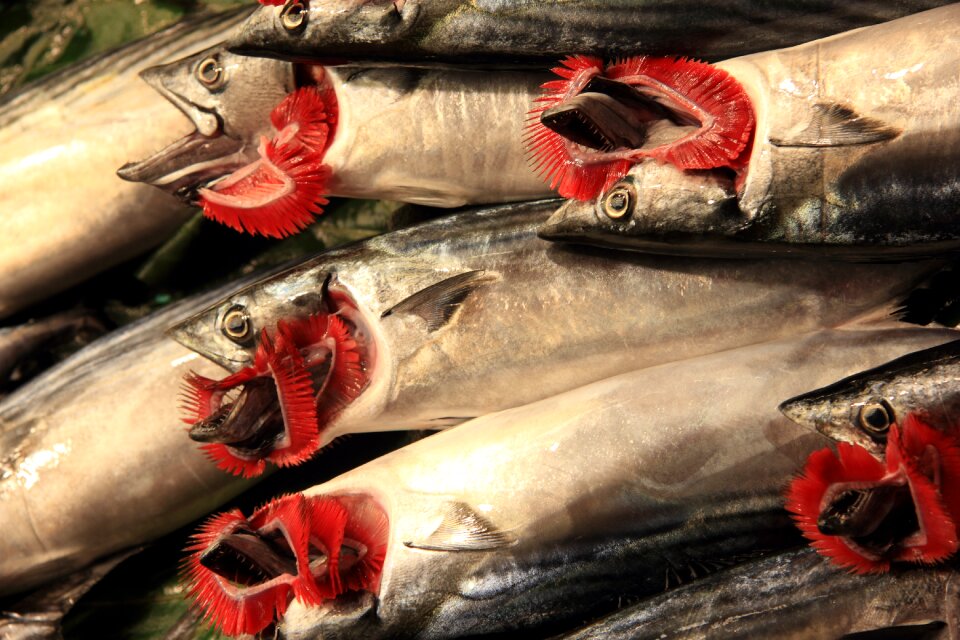 Fish red gills exotic