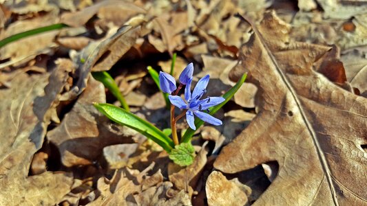 Alpine squill two leaf squill scilloideae