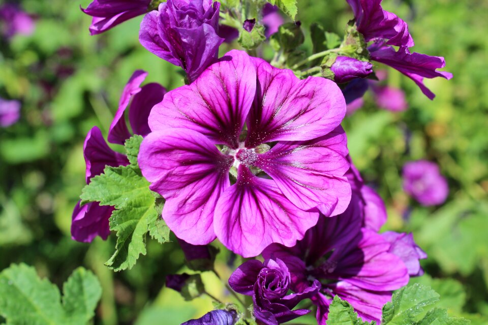 Summer nature close up