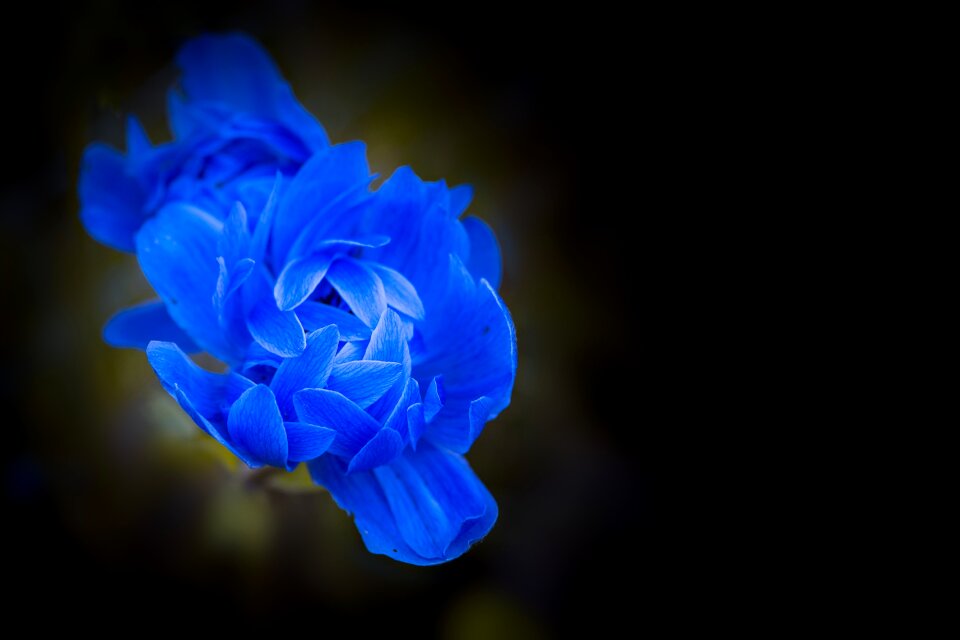 Blossom bloom petals