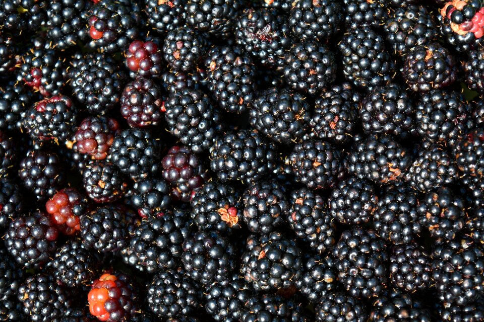 Dark berries healthy