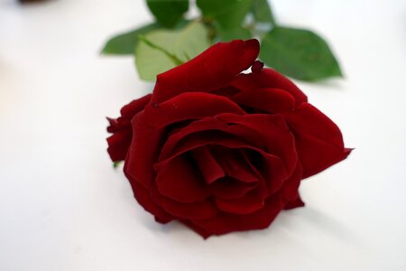 Rose romance love you