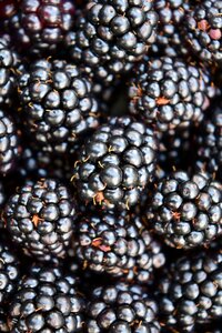 Black dark berries