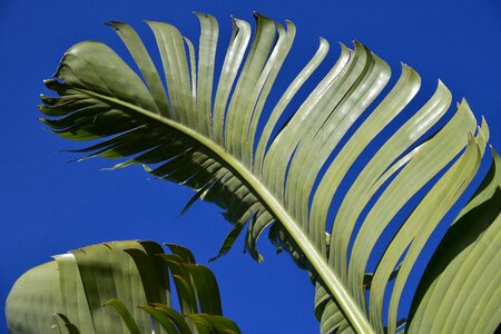 Green nature close up