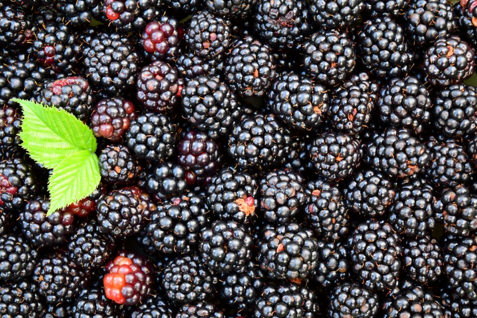 Dark berries delicious